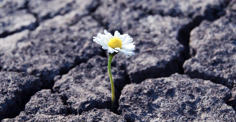 Flower Breaking Through Cracks